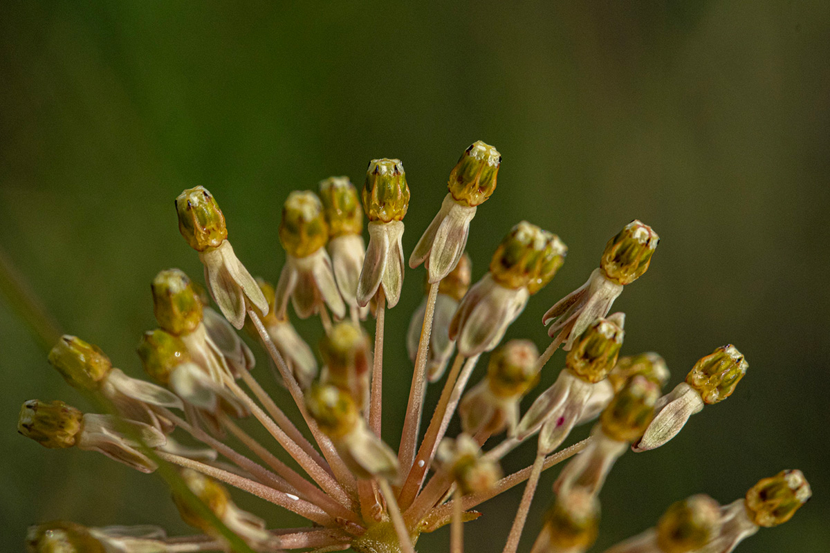 Xysmalobium holubii Xysmalobium holubii
