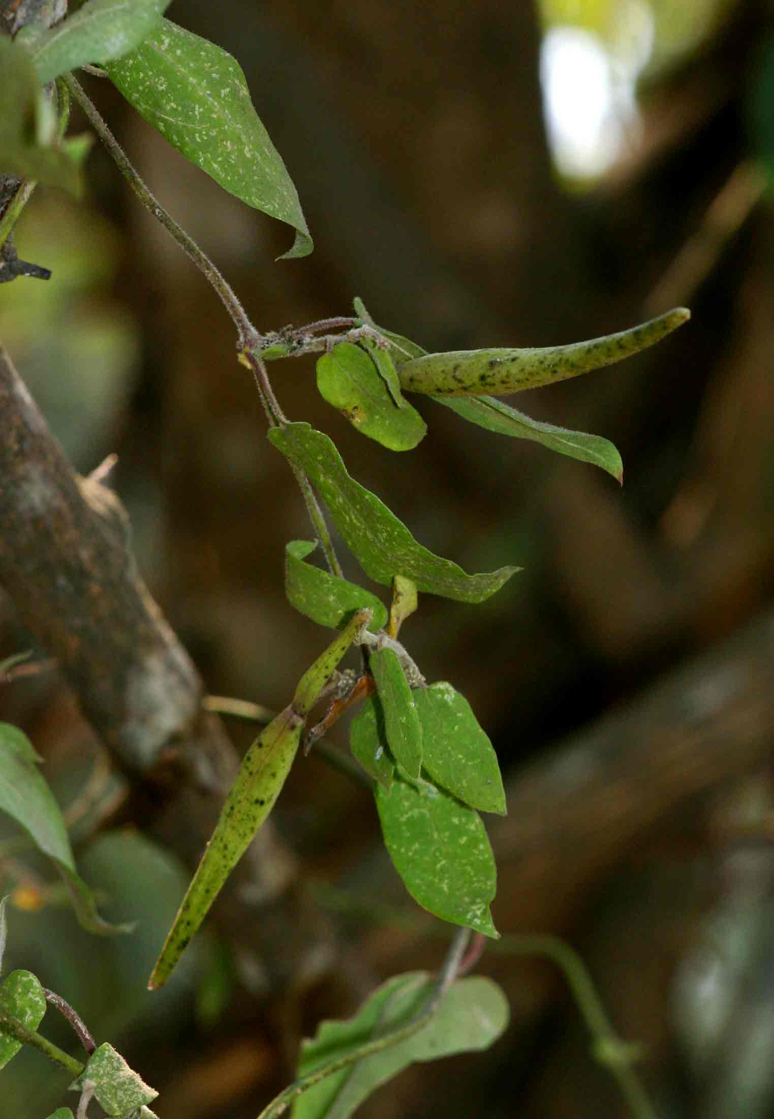Cynanchum schistoglossum