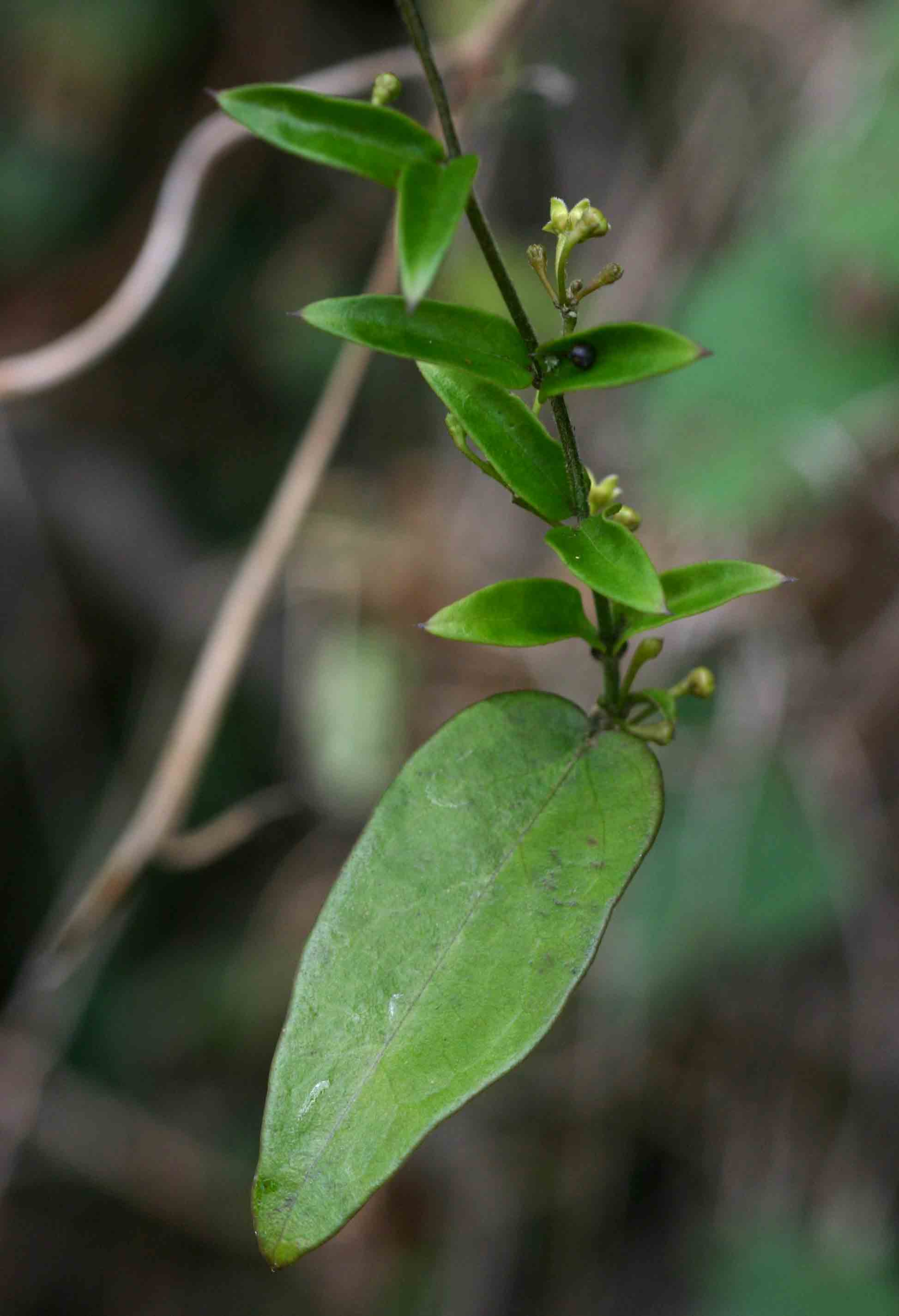 Vincetoxicum anomalum
