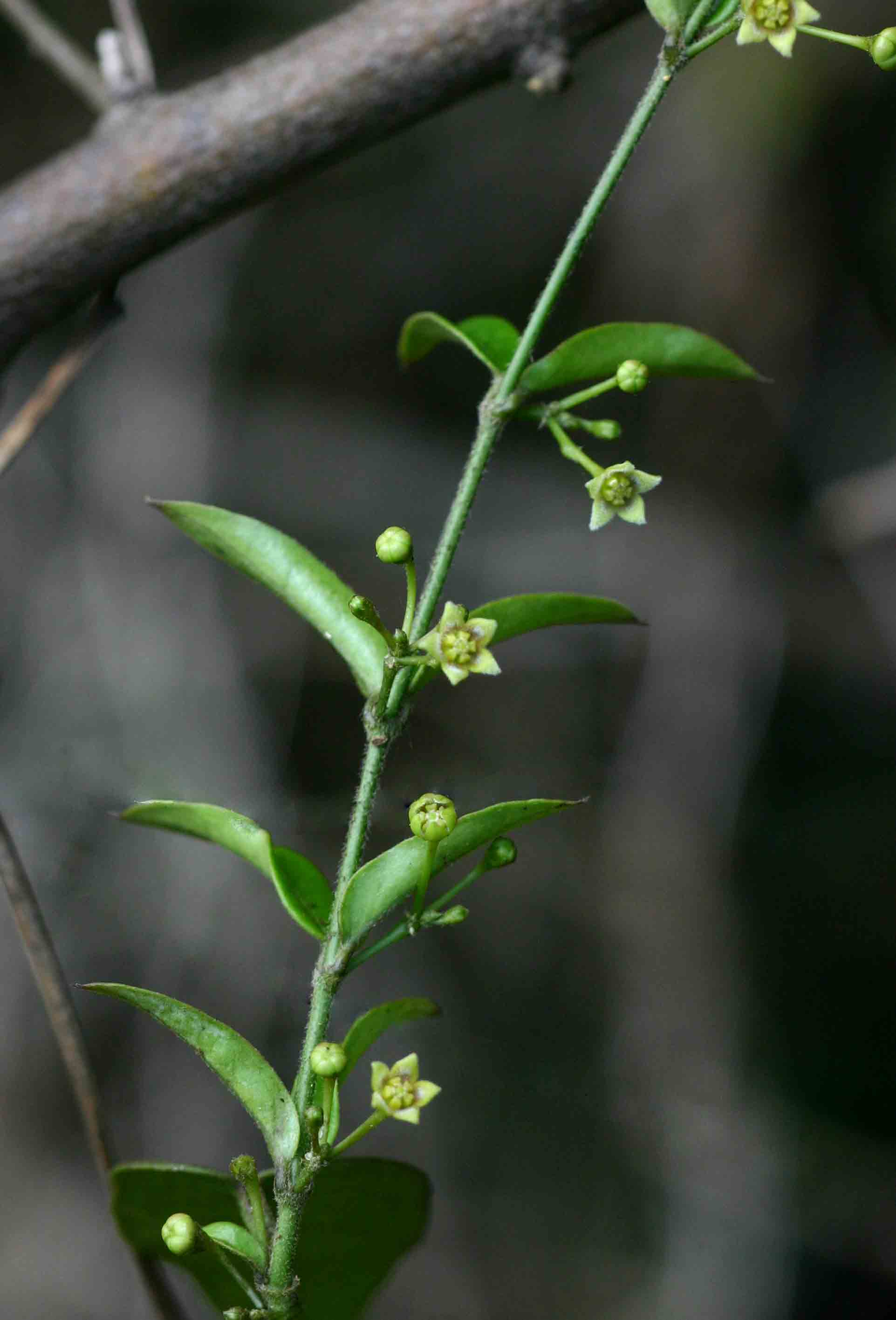 Vincetoxicum anomalum