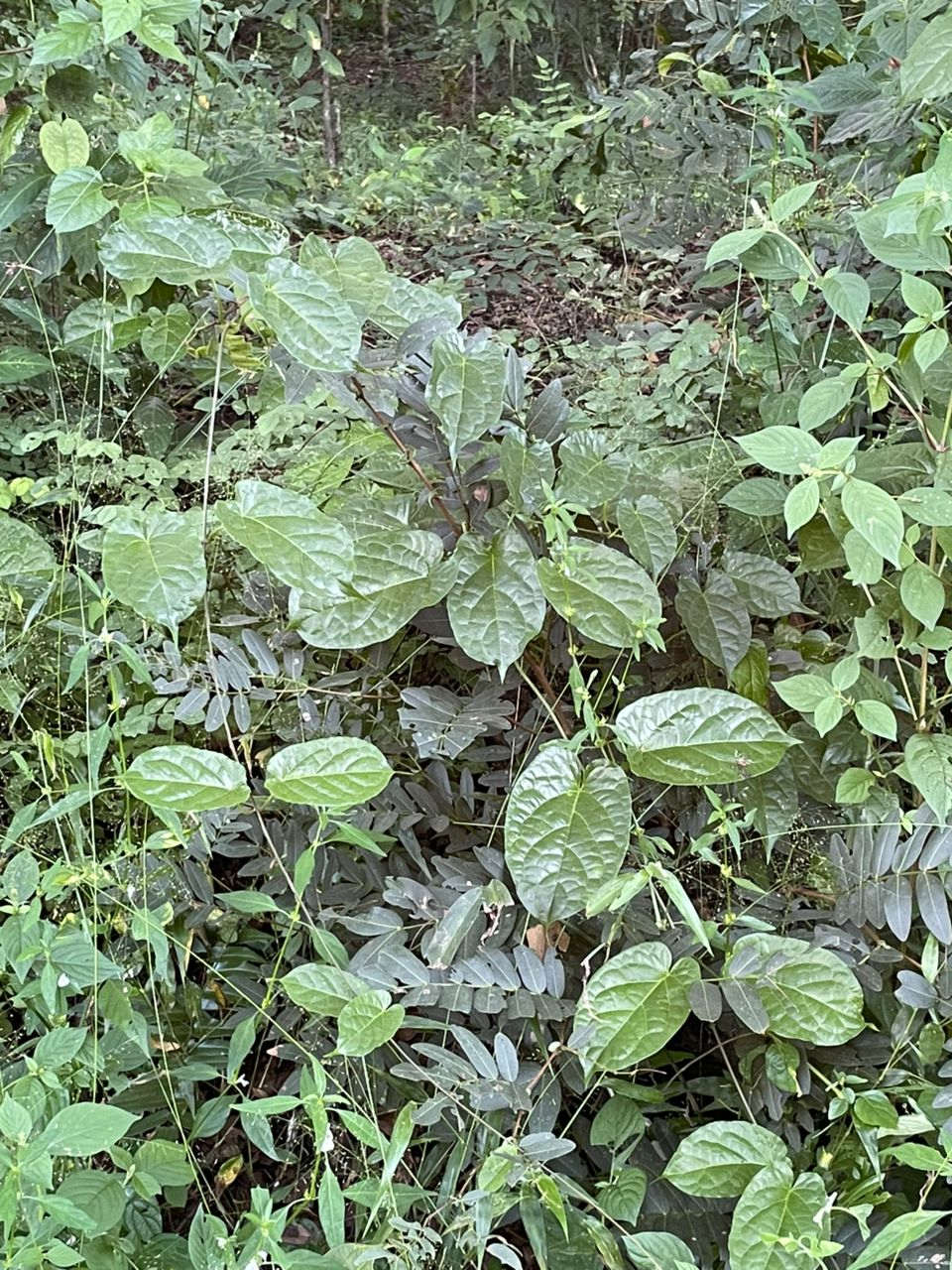 Vincetoxicum conspicuum