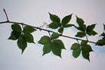 Parthenocissus quinquefolia