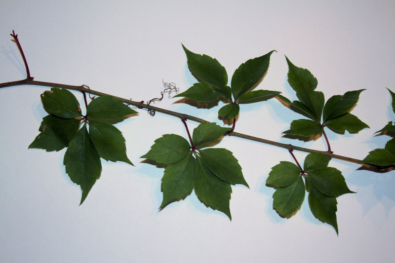 Parthenocissus quinquefolia