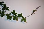 Parthenocissus quinquefolia