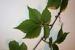Parthenocissus quinquefolia