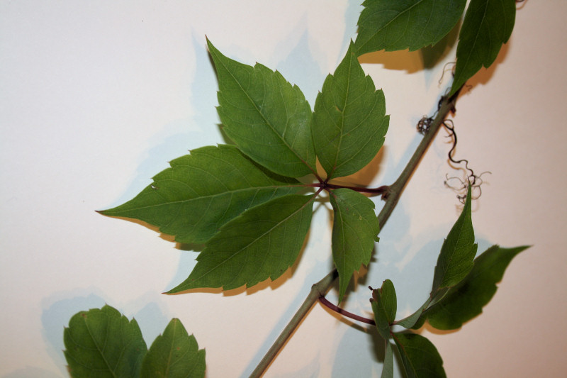 Parthenocissus quinquefolia