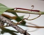 Parthenocissus quinquefolia