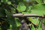 Markhamia lutea