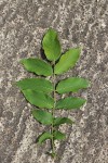Markhamia lutea