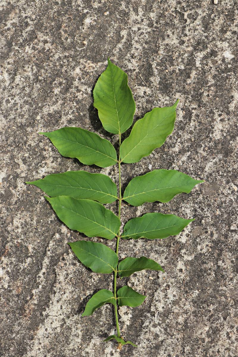 Markhamia lutea