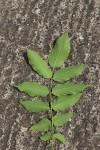 Markhamia lutea