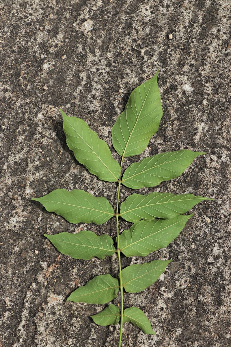 Markhamia lutea