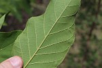 Markhamia lutea