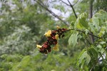 Markhamia lutea