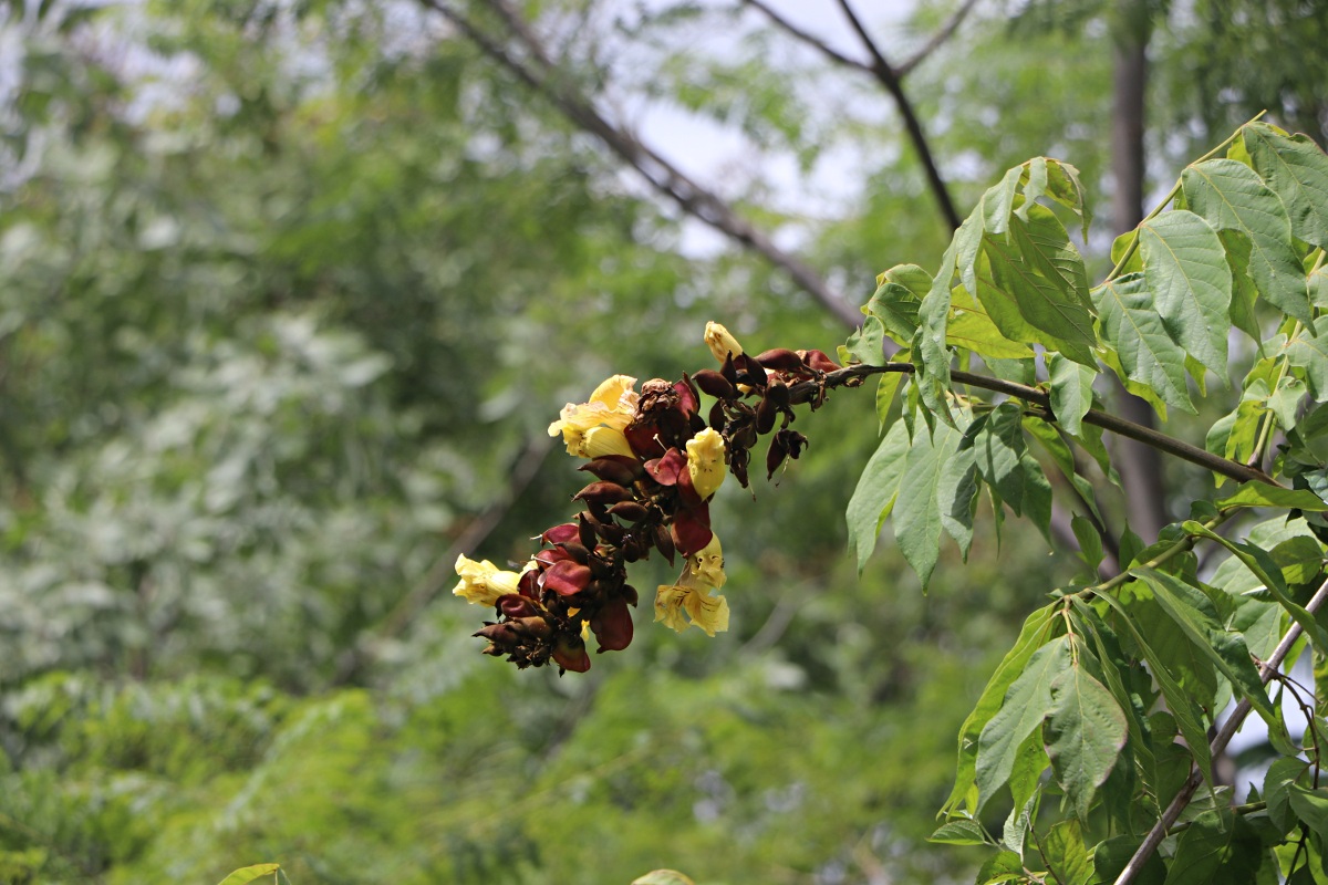 Markhamia lutea