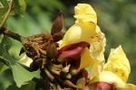 Markhamia lutea