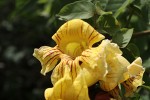 Markhamia lutea