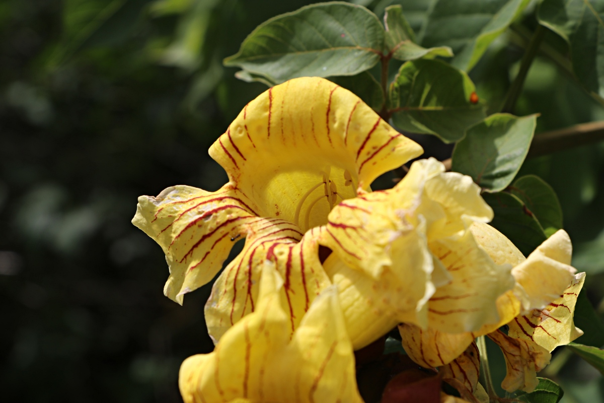 Markhamia lutea