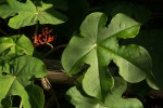 Jatropha podagrica