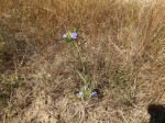 Blepharis buchneri