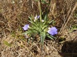 Blepharis buchneri