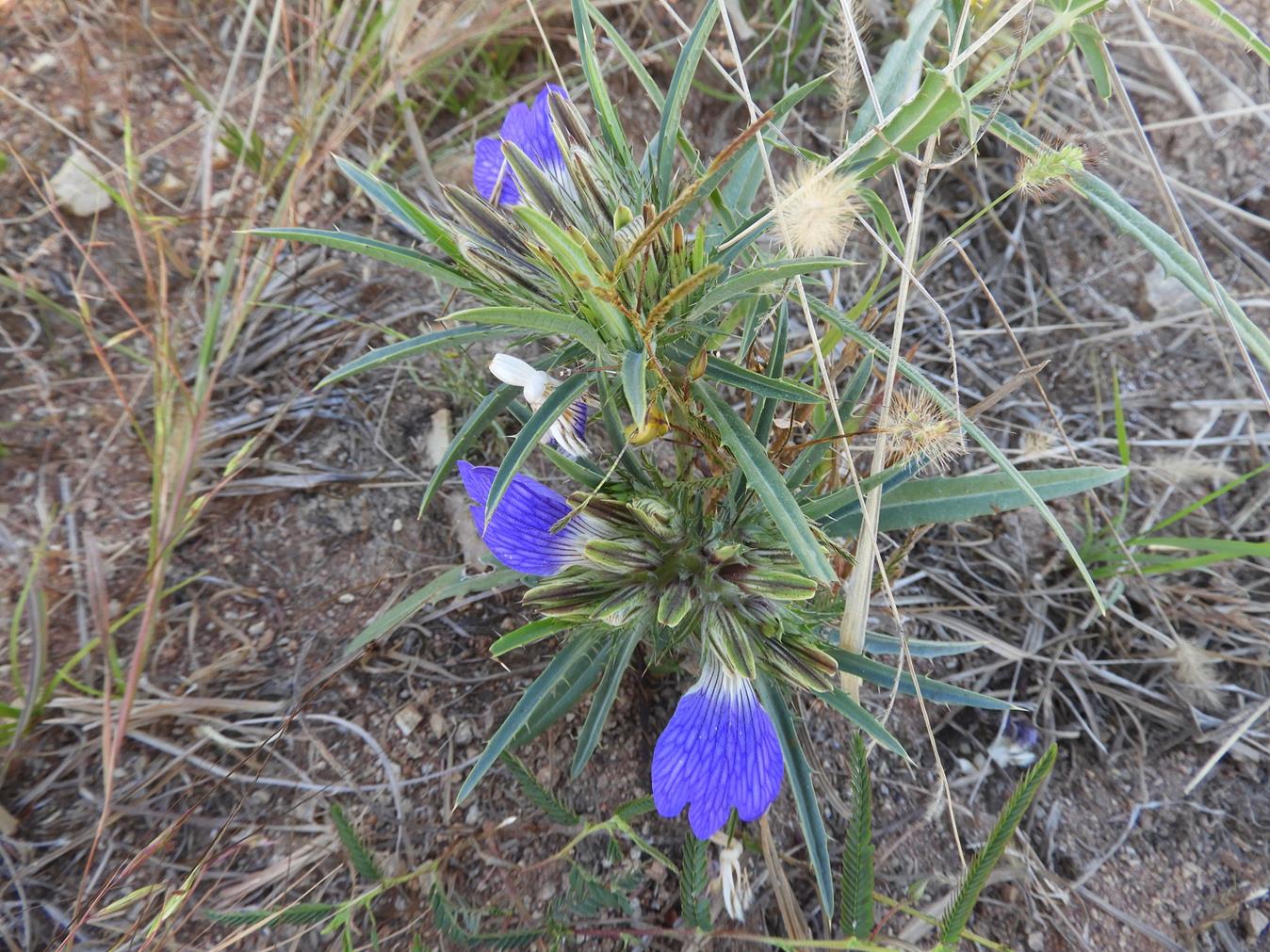 Blepharis buchneri