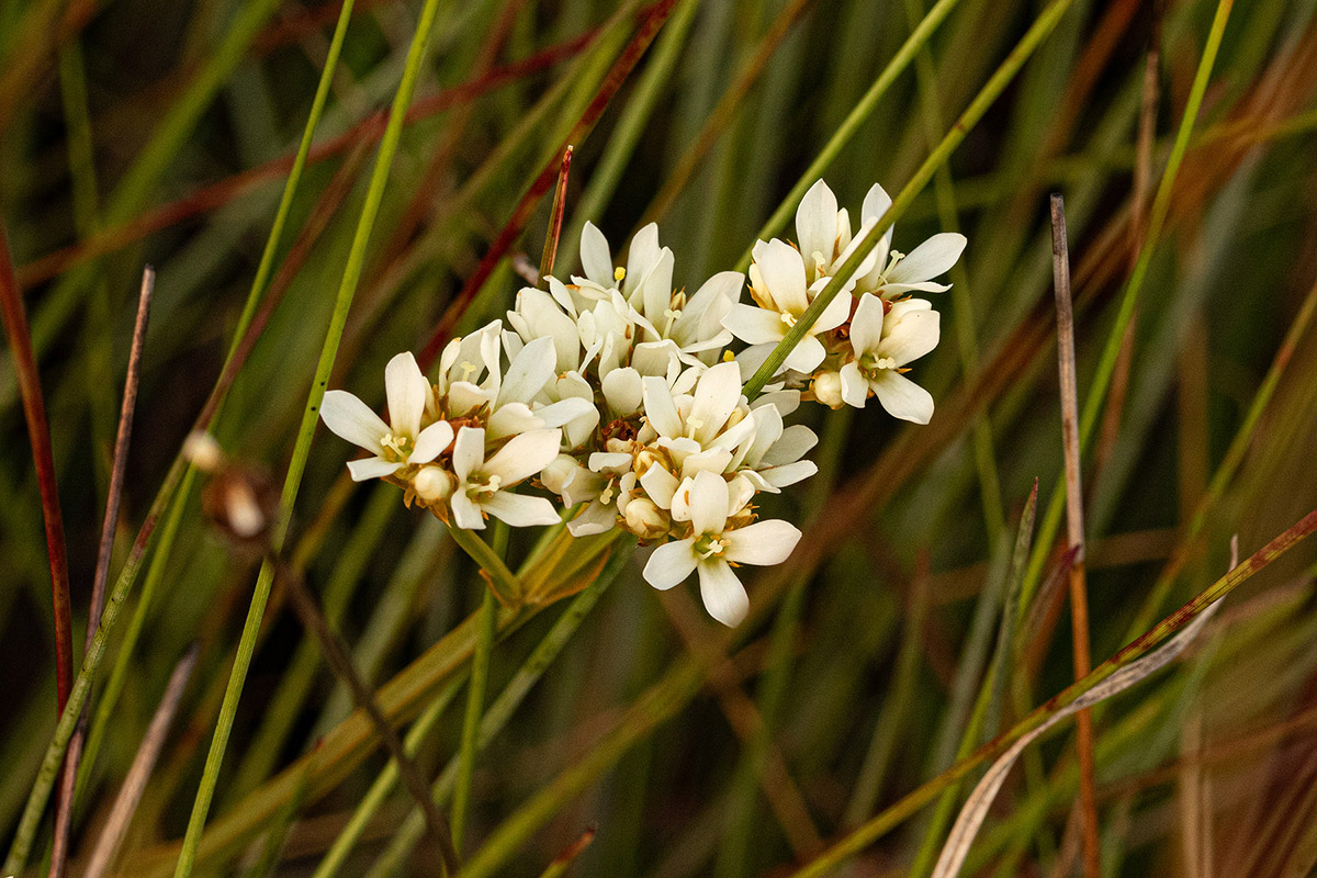 Schinziella tetragona