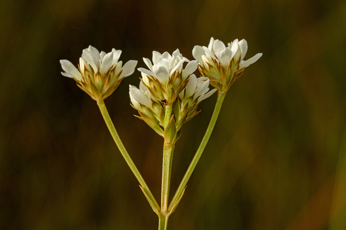 Schinziella tetragona