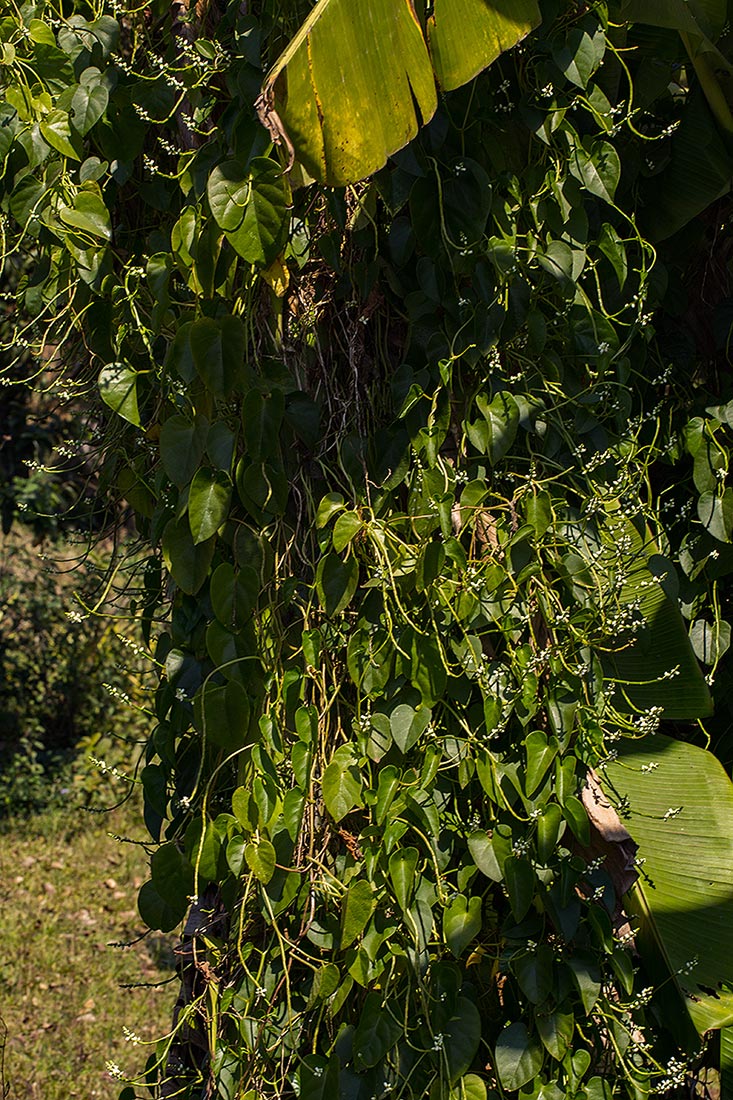 Basella alba