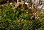 Aeollanthus subacaulis var. linearis