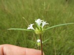 Spermacoce sphaerostigma