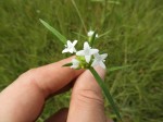 Spermacoce sphaerostigma