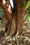 Sterculia tragacantha