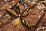 Sterculia tragacantha