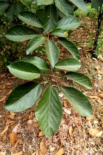 Sterculia tragacantha