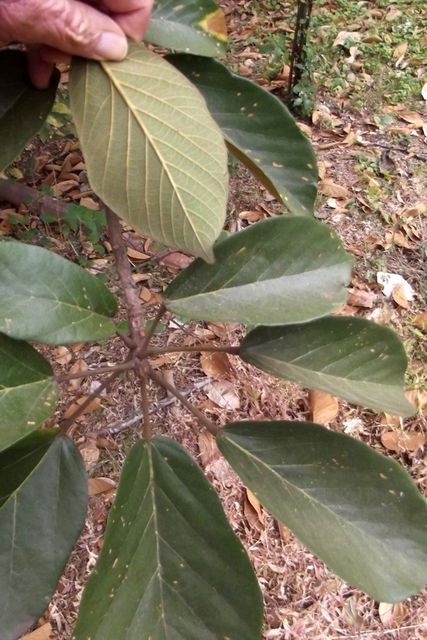 Sterculia tragacantha