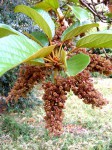 Sterculia tragacantha