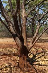 Sterculia tragacantha