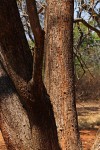 Sterculia tragacantha