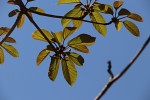Sterculia tragacantha