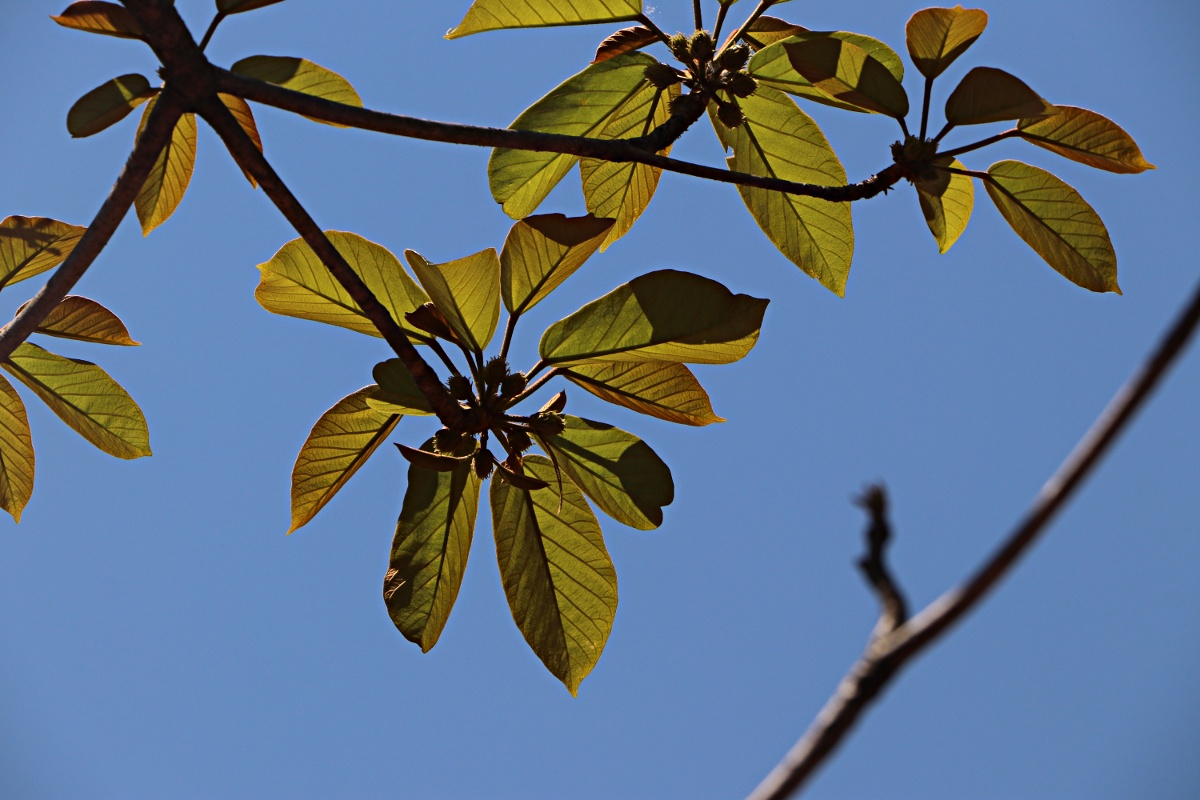 Sterculia tragacantha