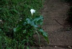 Zantedeschia aethiopica