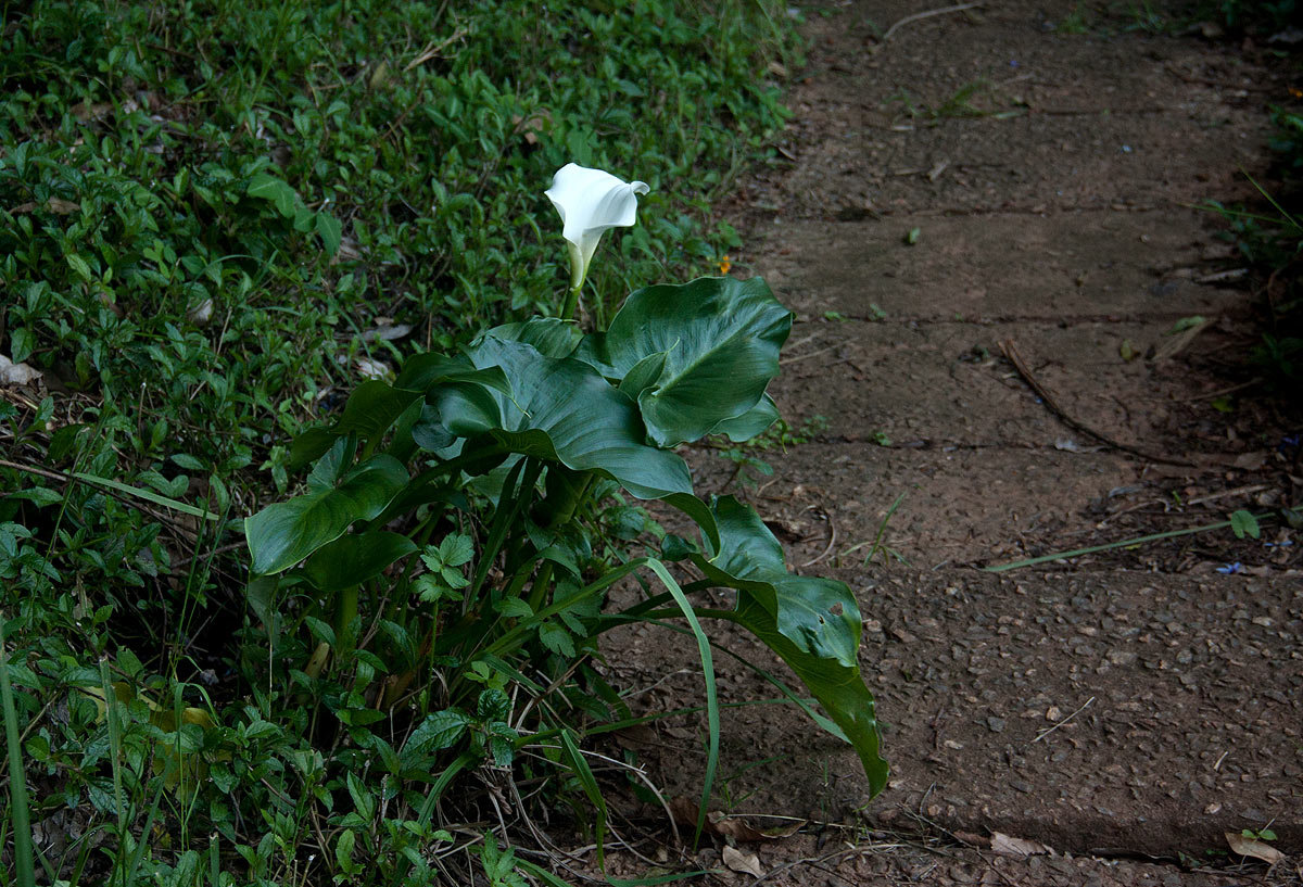 Zantedeschia aethiopica