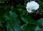 Zantedeschia aethiopica