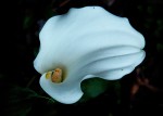 Zantedeschia aethiopica