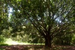 Ficus elastica