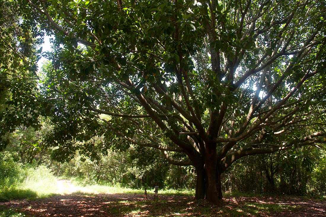 Ficus elastica