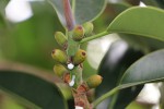 Ficus elastica