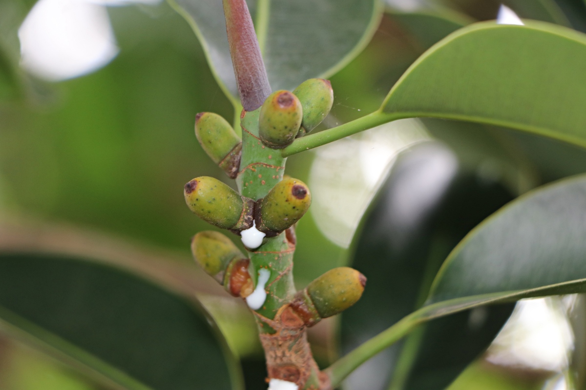Ficus elastica