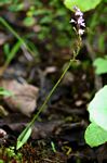 Cynorkis buchananii